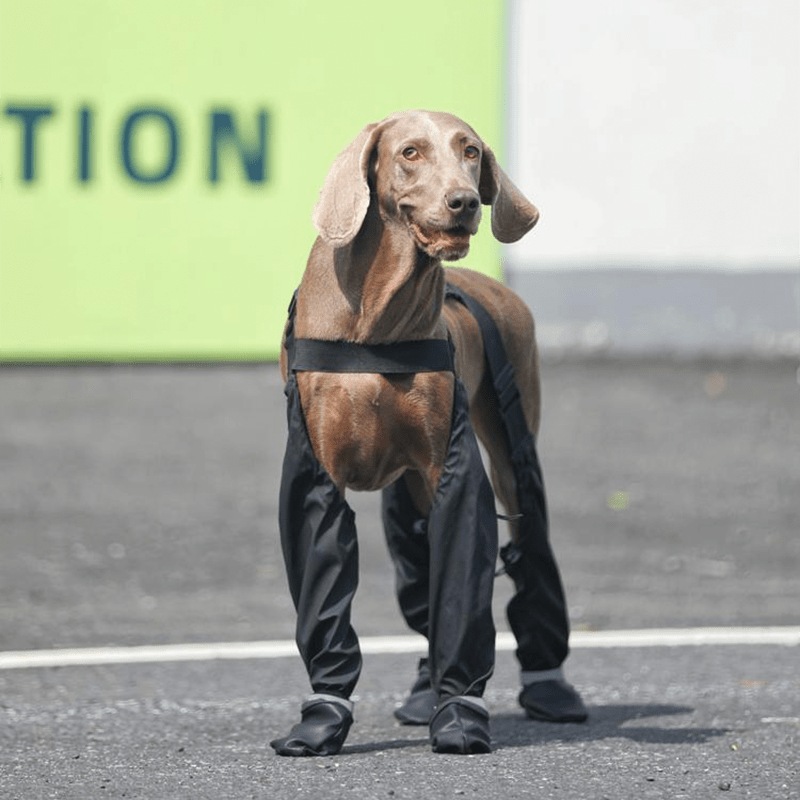 Waterproof Big Dog Boots Outdoor Gear