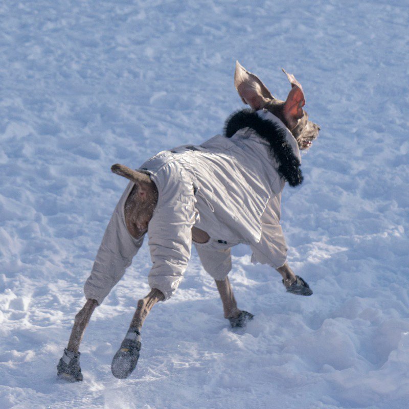 Winter Warm Big Dog Snowsuit Onesie