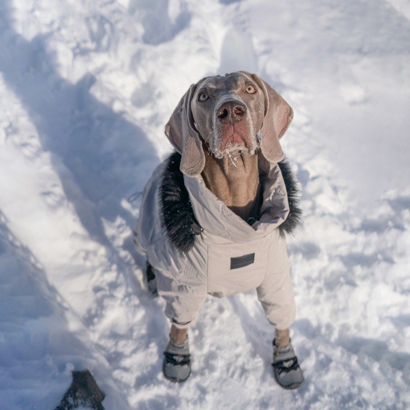 Winter Warm Big Dog Snowsuit Onesie