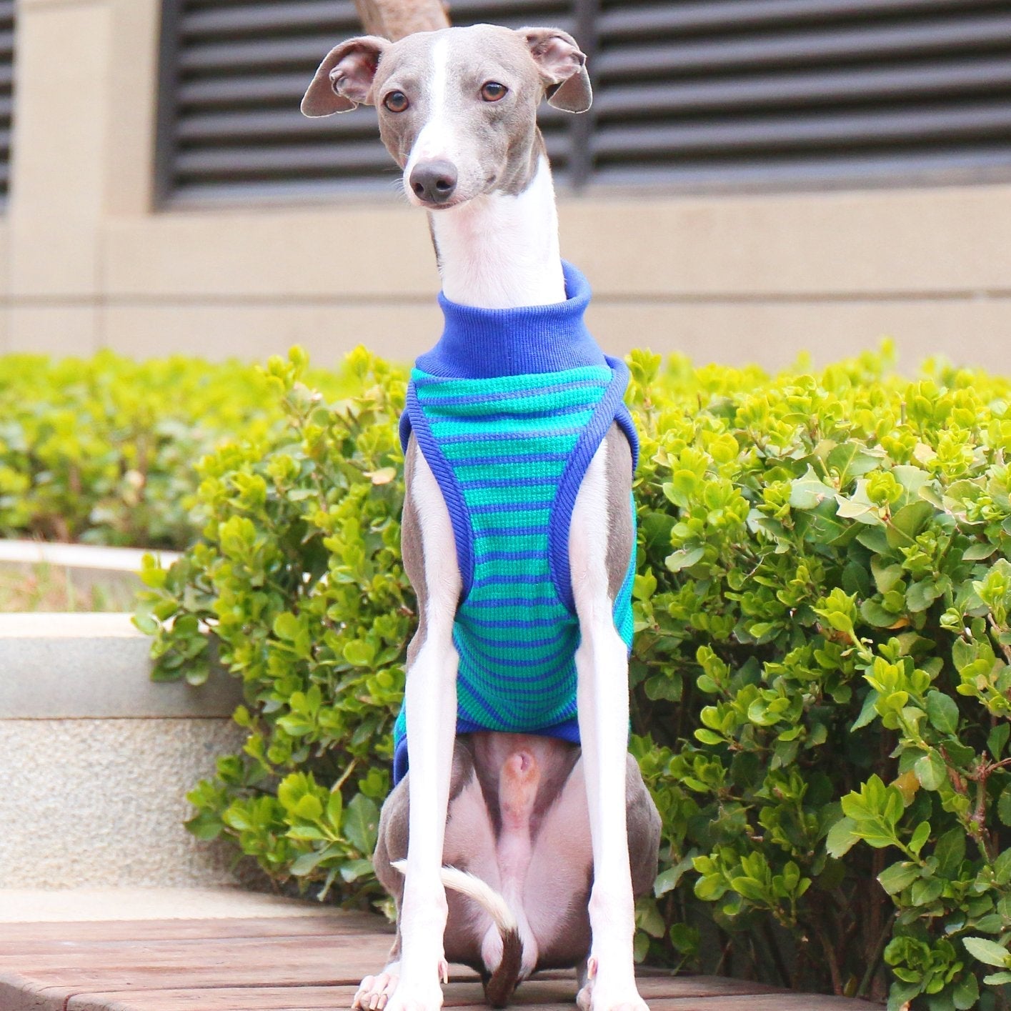 Breathable Lightweight Striped Greyhound Vest