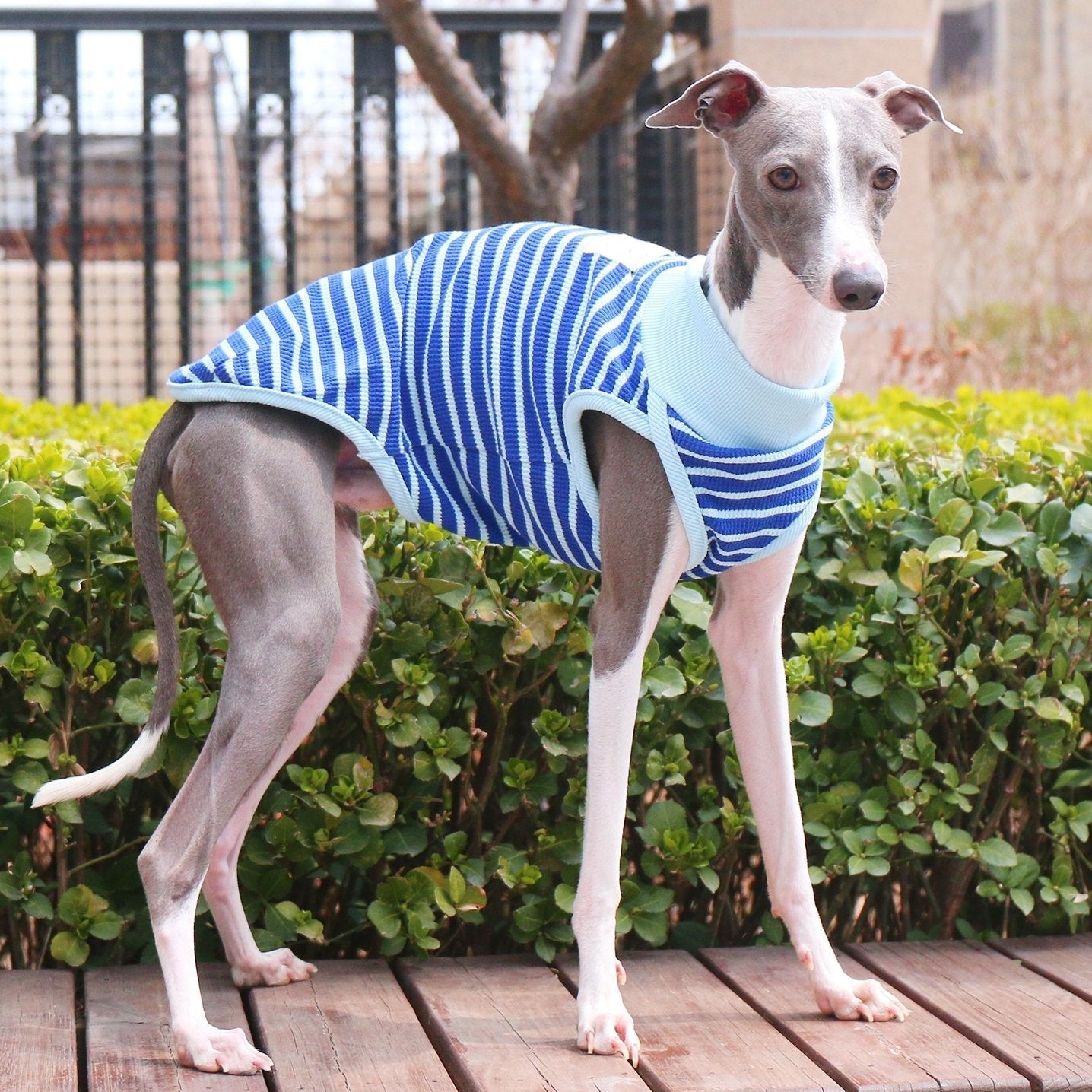 Breathable Cotton Italian Greyhound Vest
