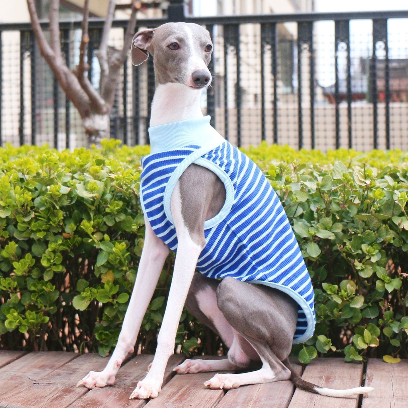 Breathable Cotton Italian Greyhound Vest