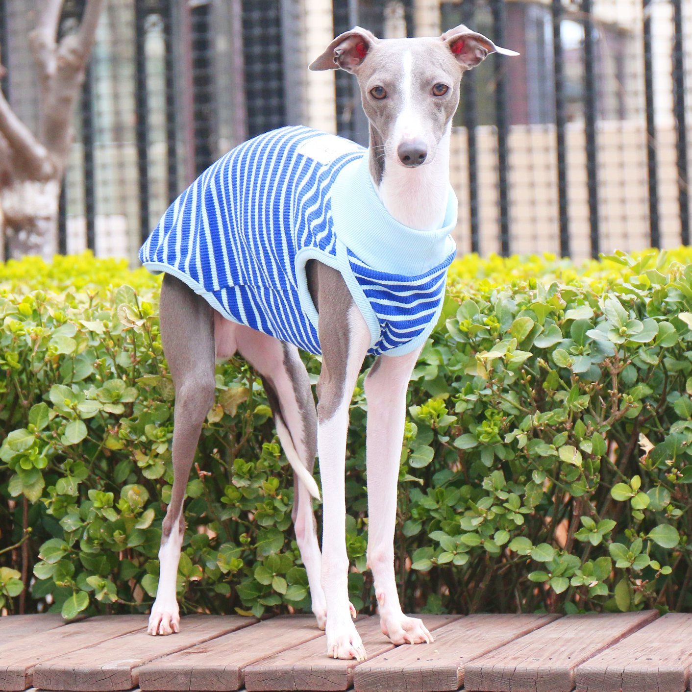 Breathable Cotton Italian Greyhound Vest