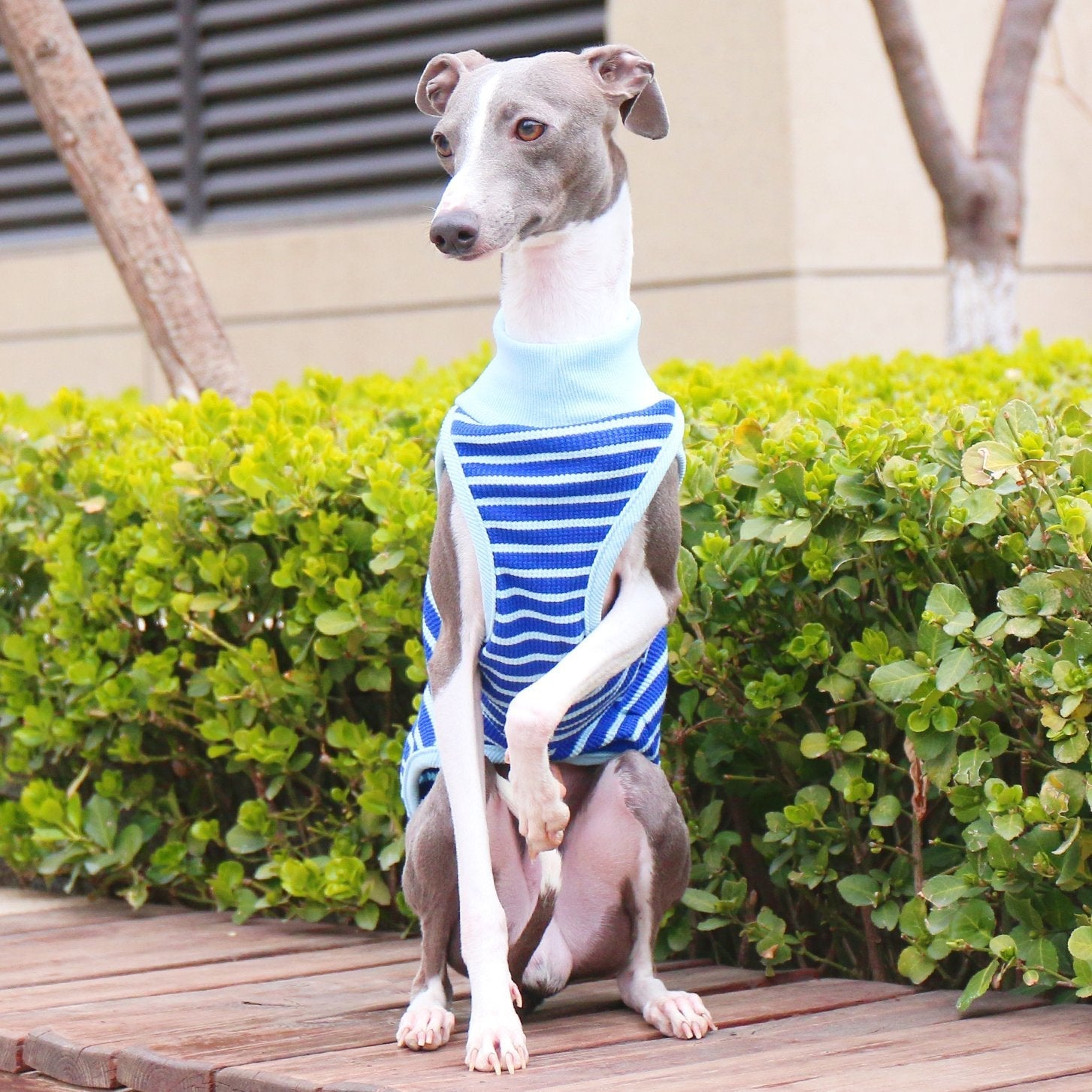 Breathable Cotton Italian Greyhound Vest