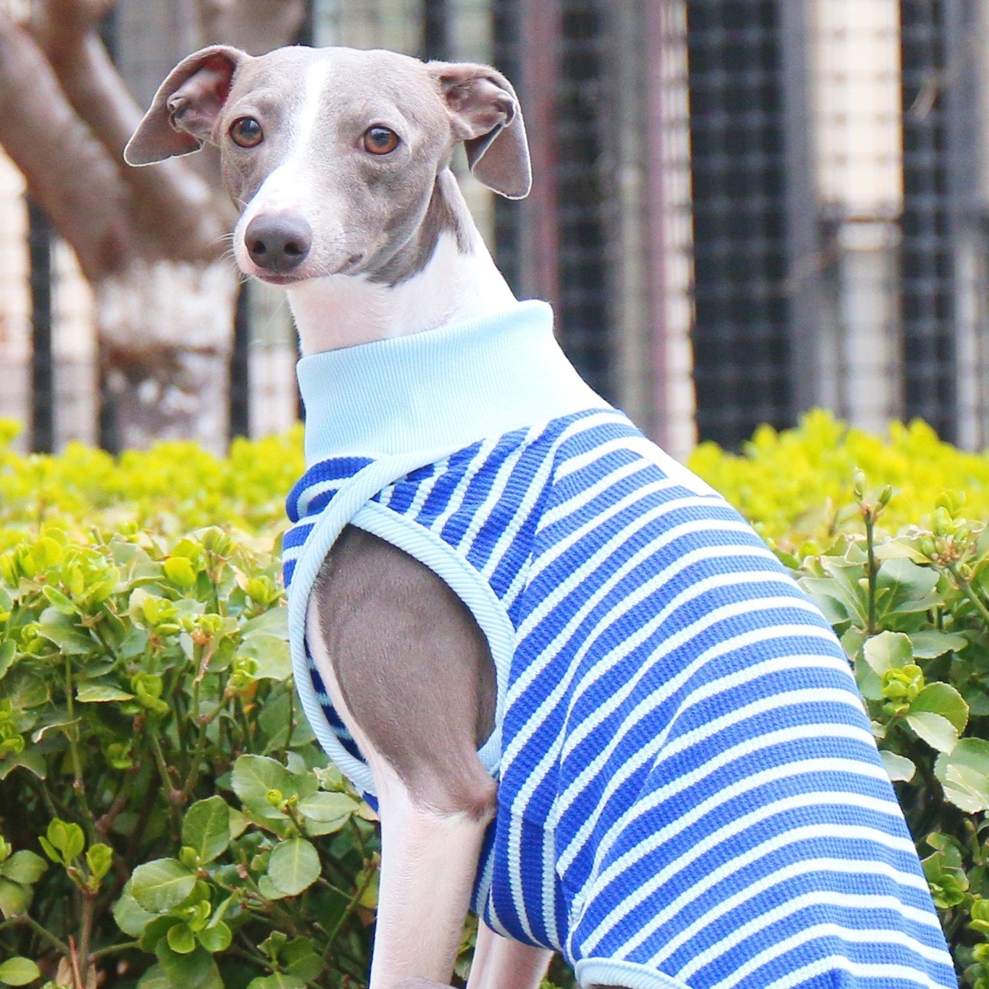 Breathable Cotton Italian Greyhound Vest