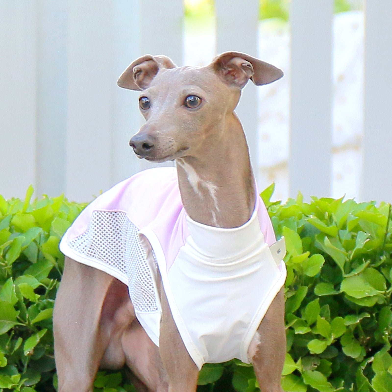 Breathable Cooling Sighthound Summer Vest