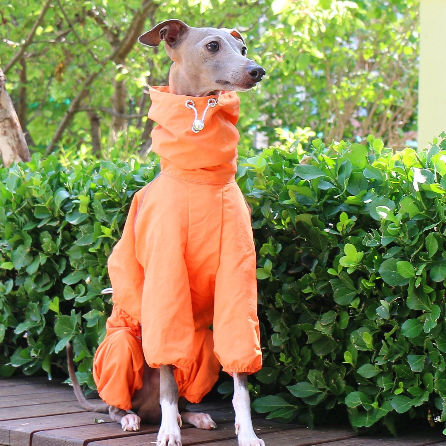 Breathable Waterproof Sighthound Raincoat