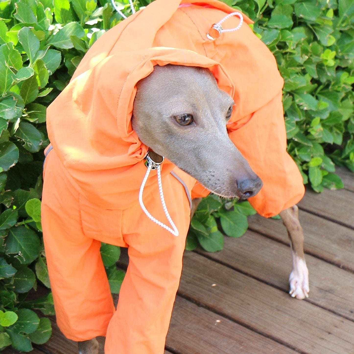 Breathable Waterproof Sighthound Raincoat