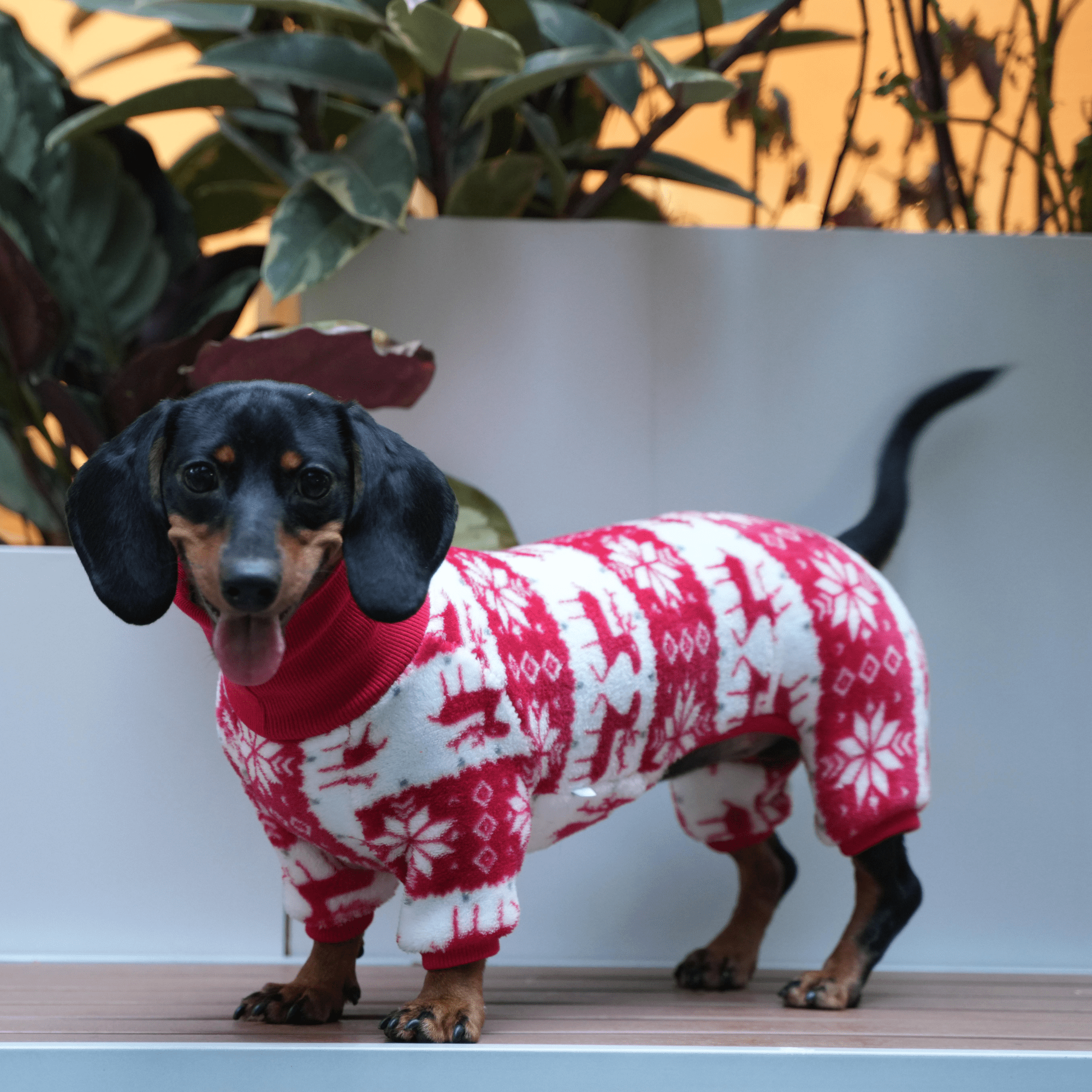 Cozy Christmas Dachshund Dog Onesies