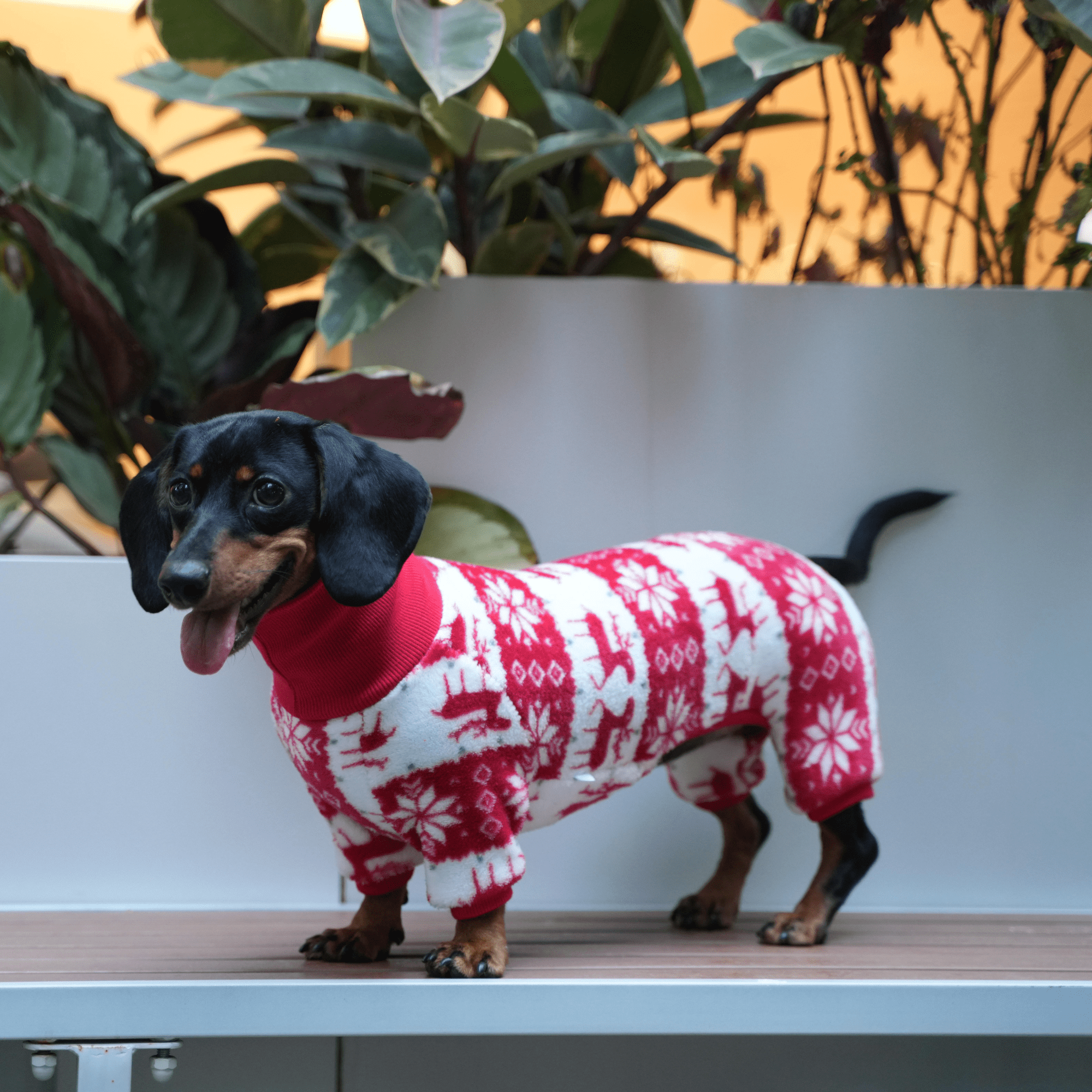 Cozy Christmas Dachshund Dog Onesies