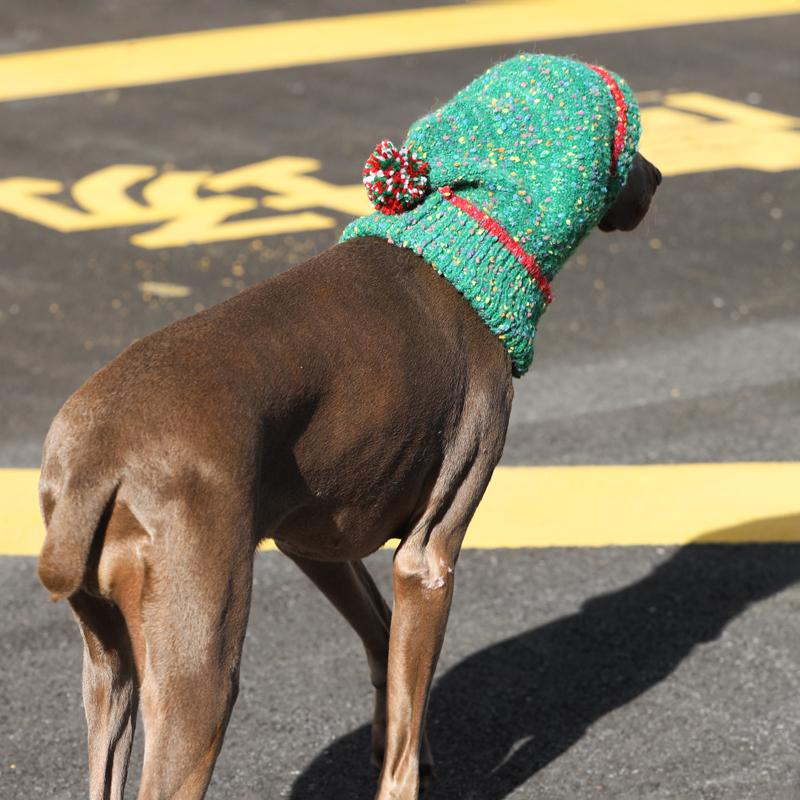 Knitted Warm Small Dog Hat