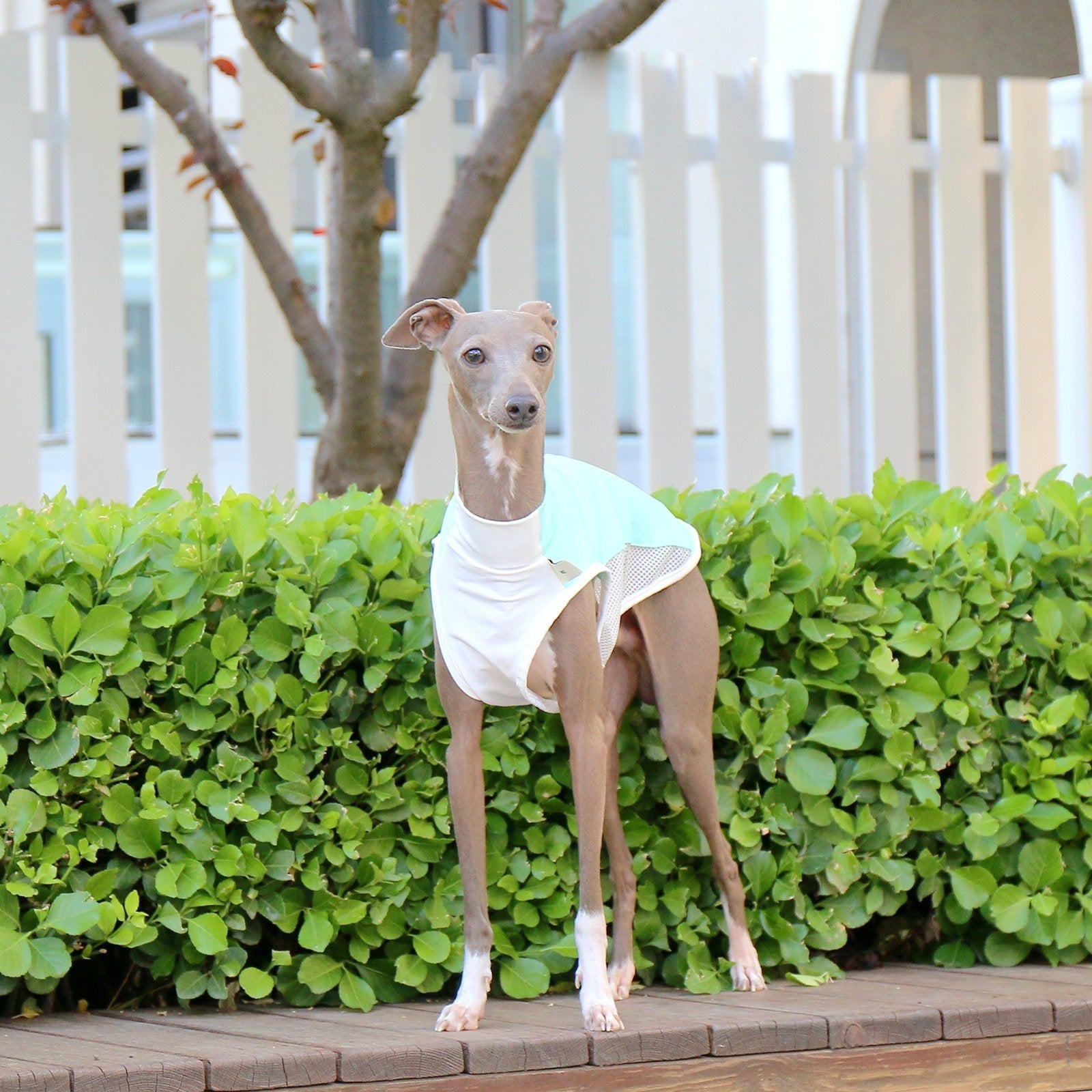 Cooling Italian Greyhound Summer Vest
