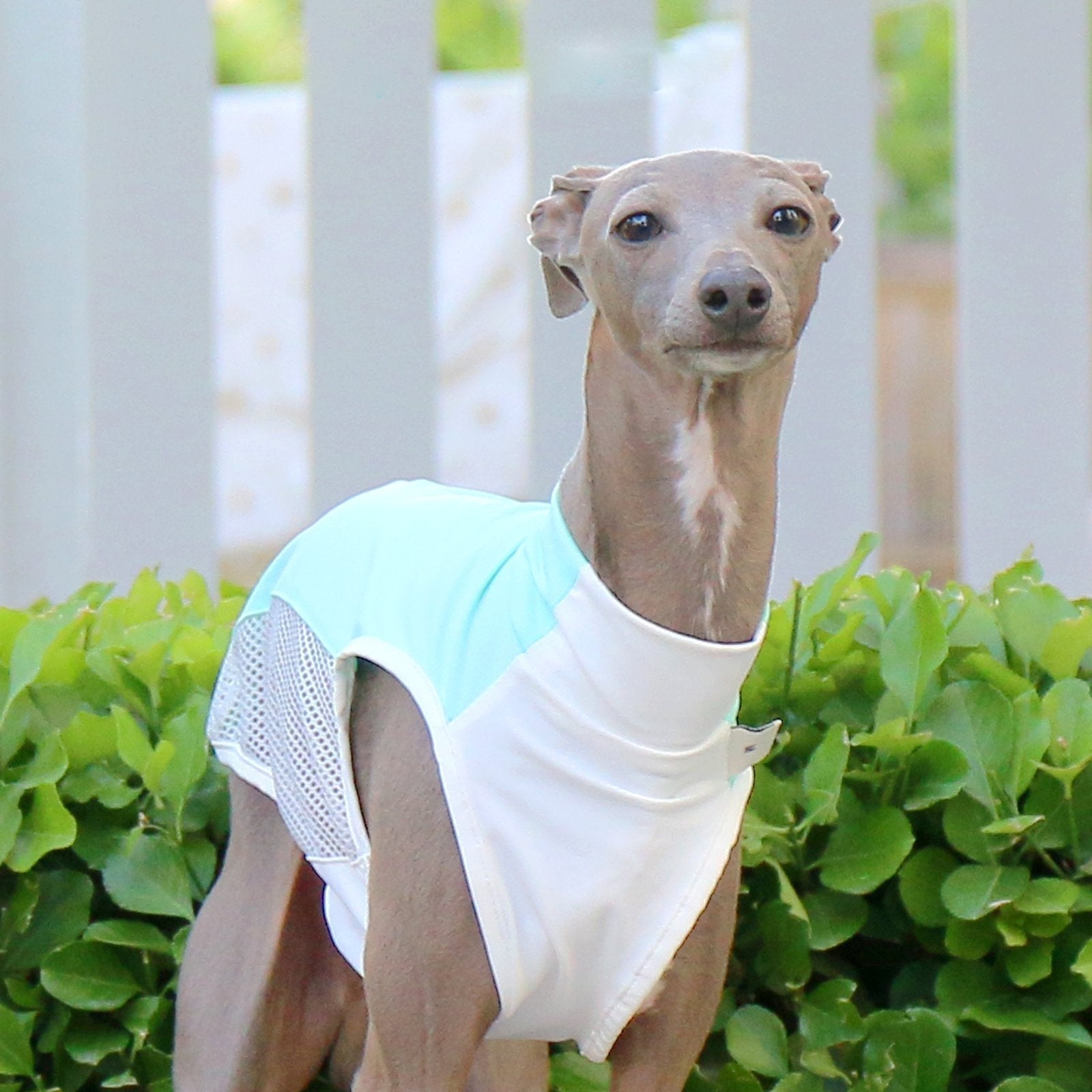 Cooling Italian Greyhound Summer Vest