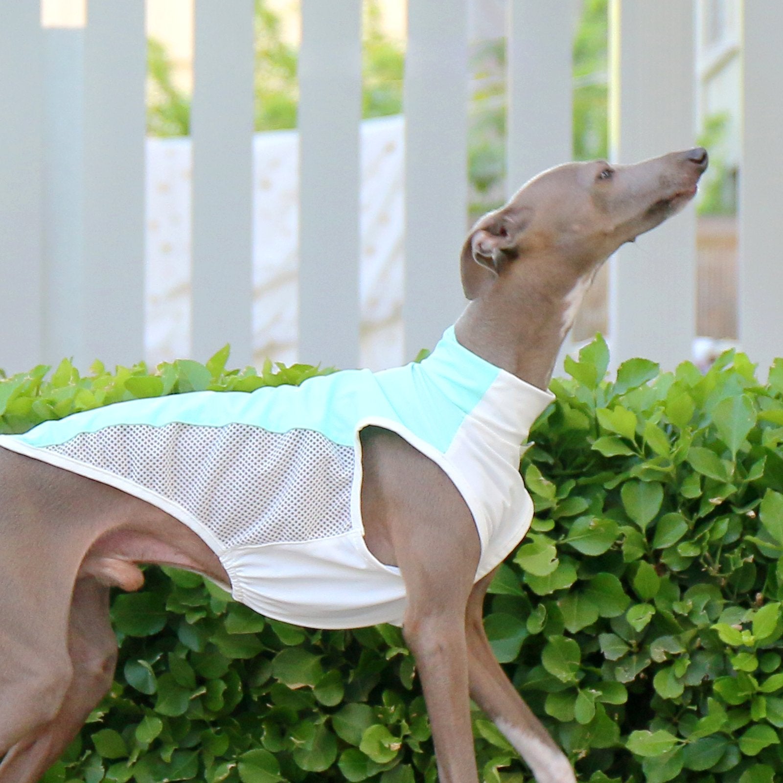 Cooling Italian Greyhound Summer Vest