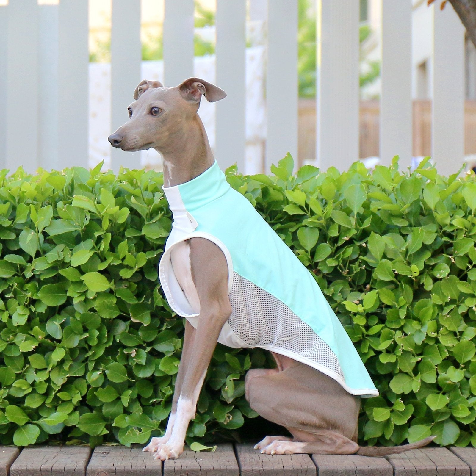 Cooling Italian Greyhound Summer Vest