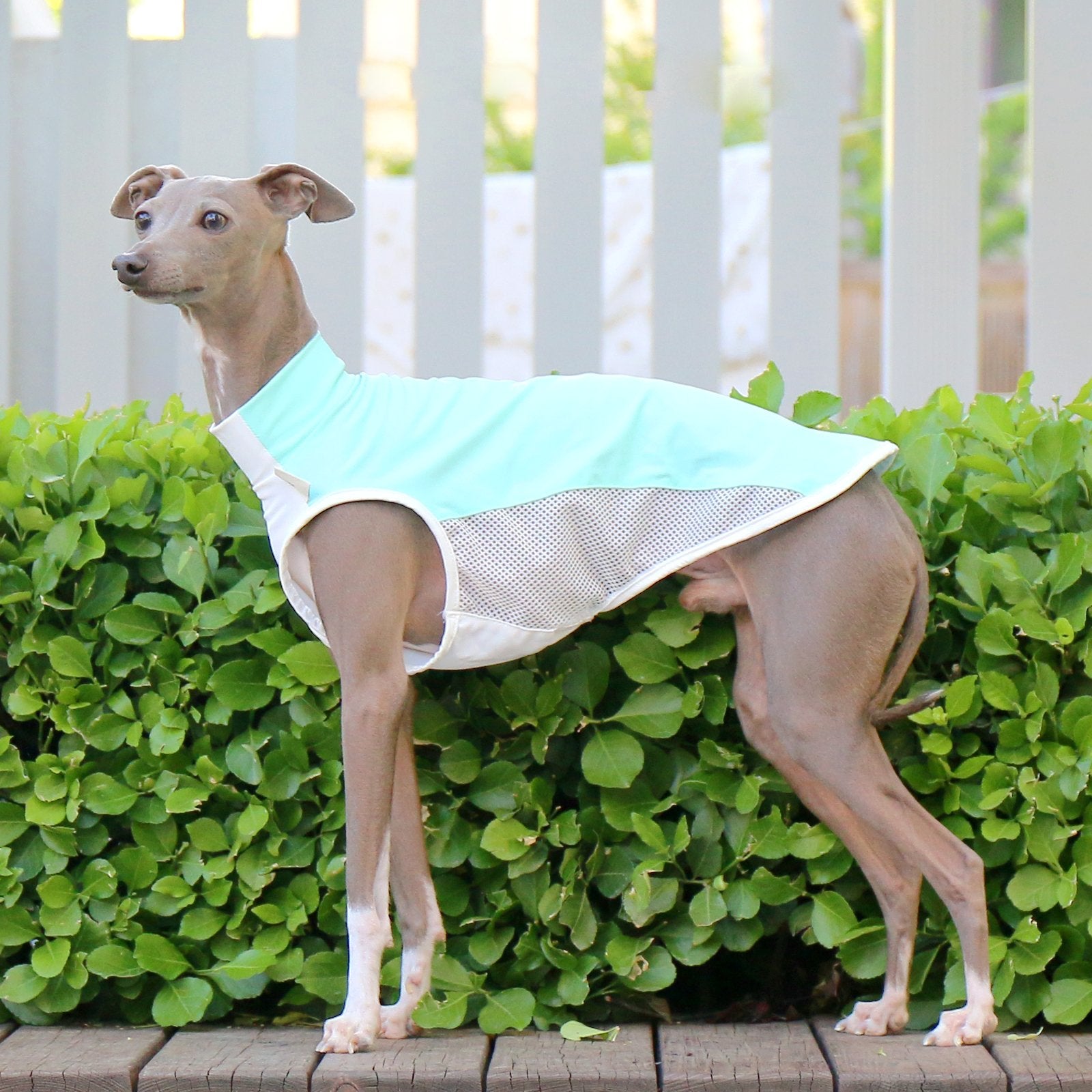 Cooling Italian Greyhound Summer Vest