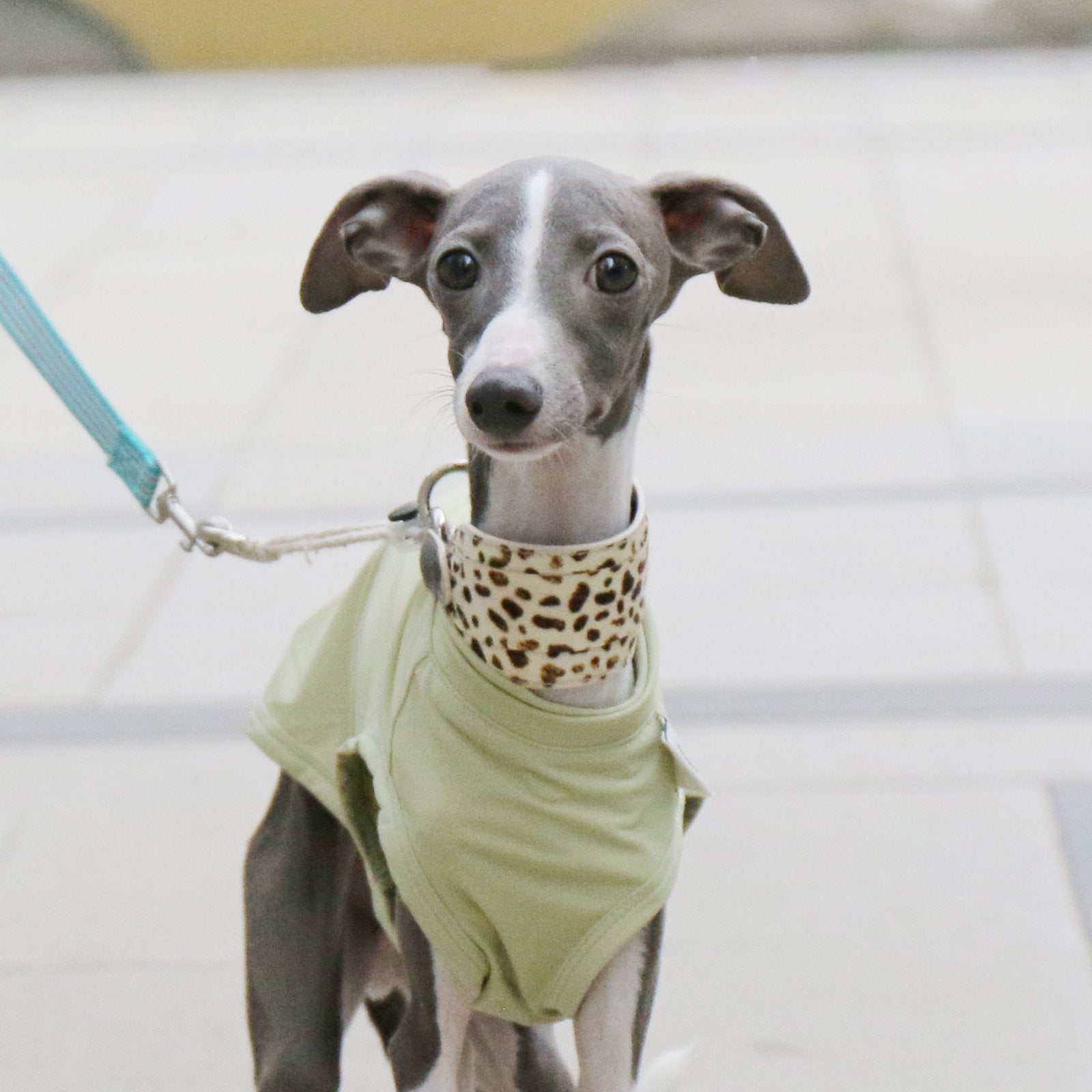 Cooling Nylon Italian Greyhound Sun Vest