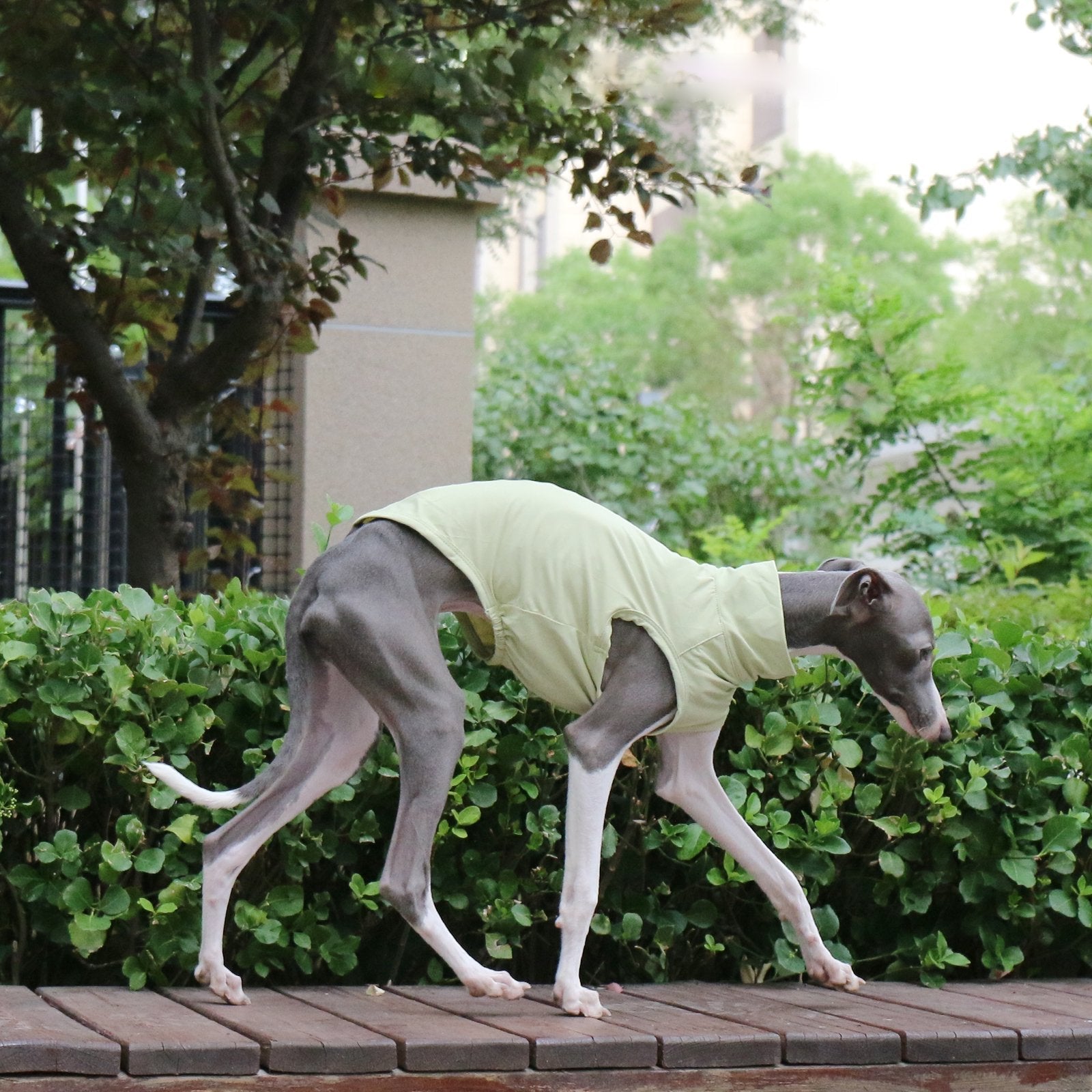 Cooling Nylon Italian Greyhound Sun Vest