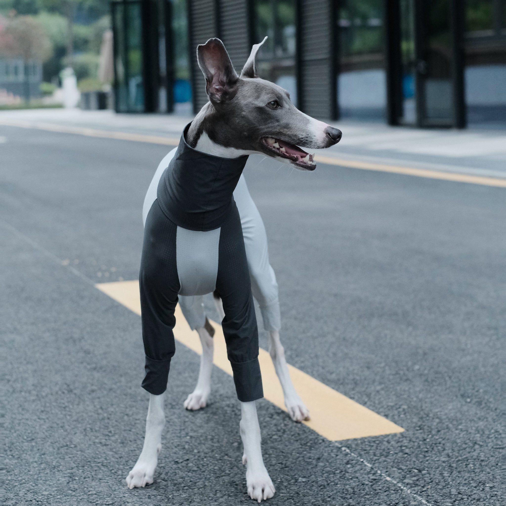 Cooling Quick Dry Italian Greyhound Jumpsuit