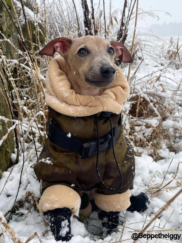 Winter Warm Italian Greyhound Padded Coat