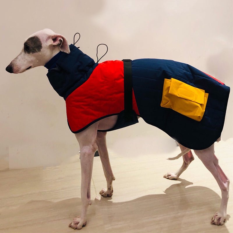 Warm Italian Greyhound Padded Vest