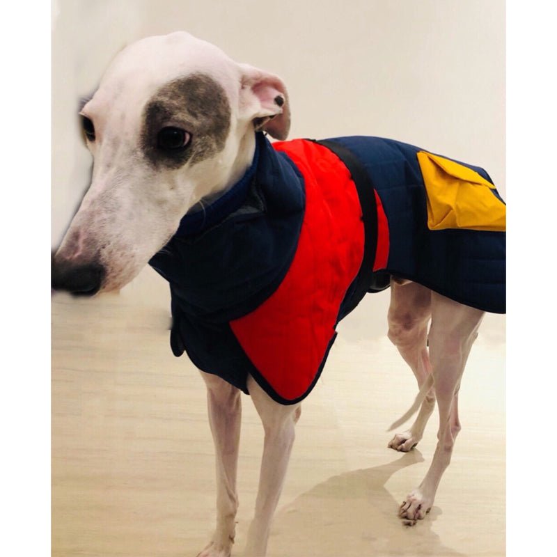 Warm Italian Greyhound Padded Vest