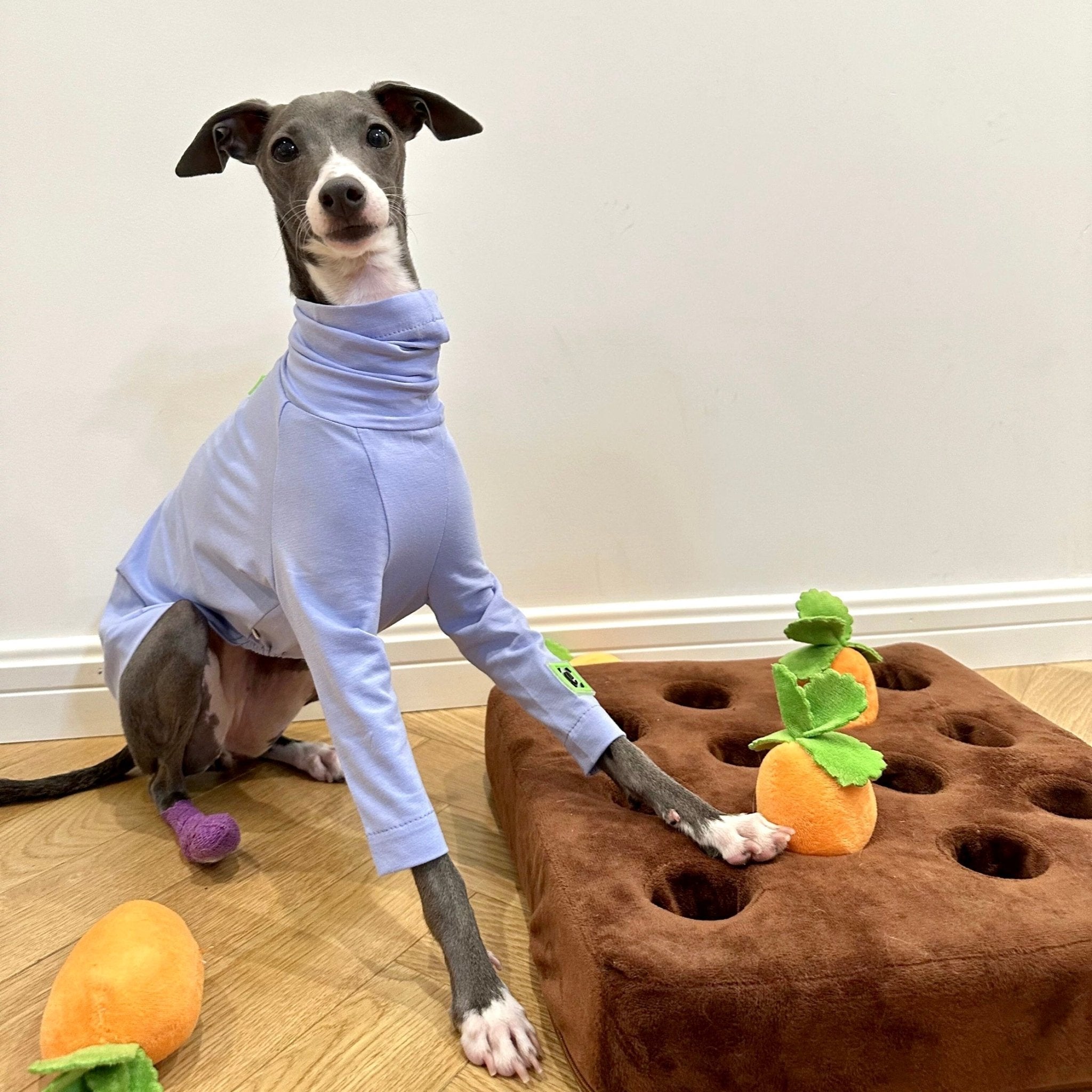 Comfortable Cotton Italian Greyhound T-shirt