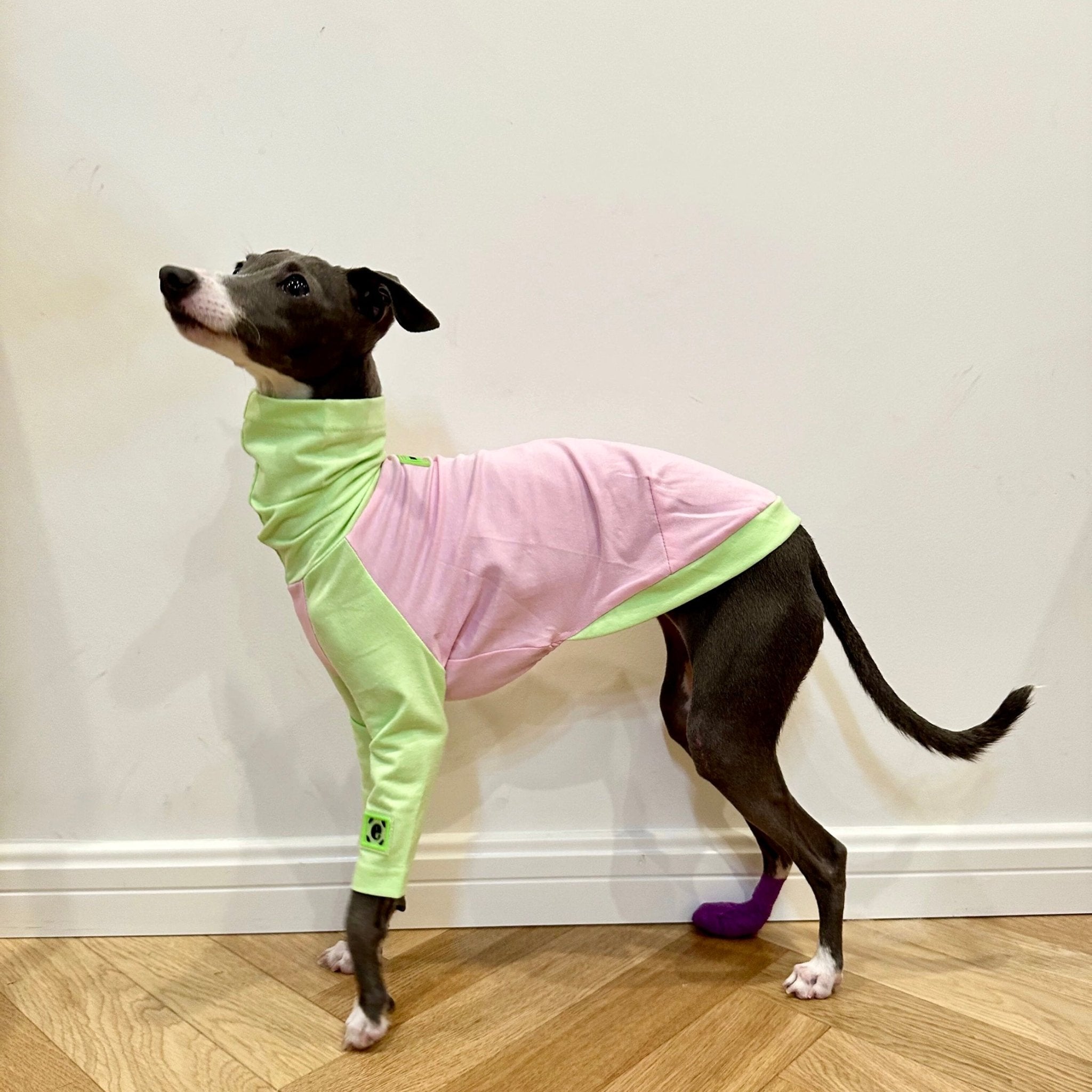 Soft Cotton Italian Greyhound Dog Shirt