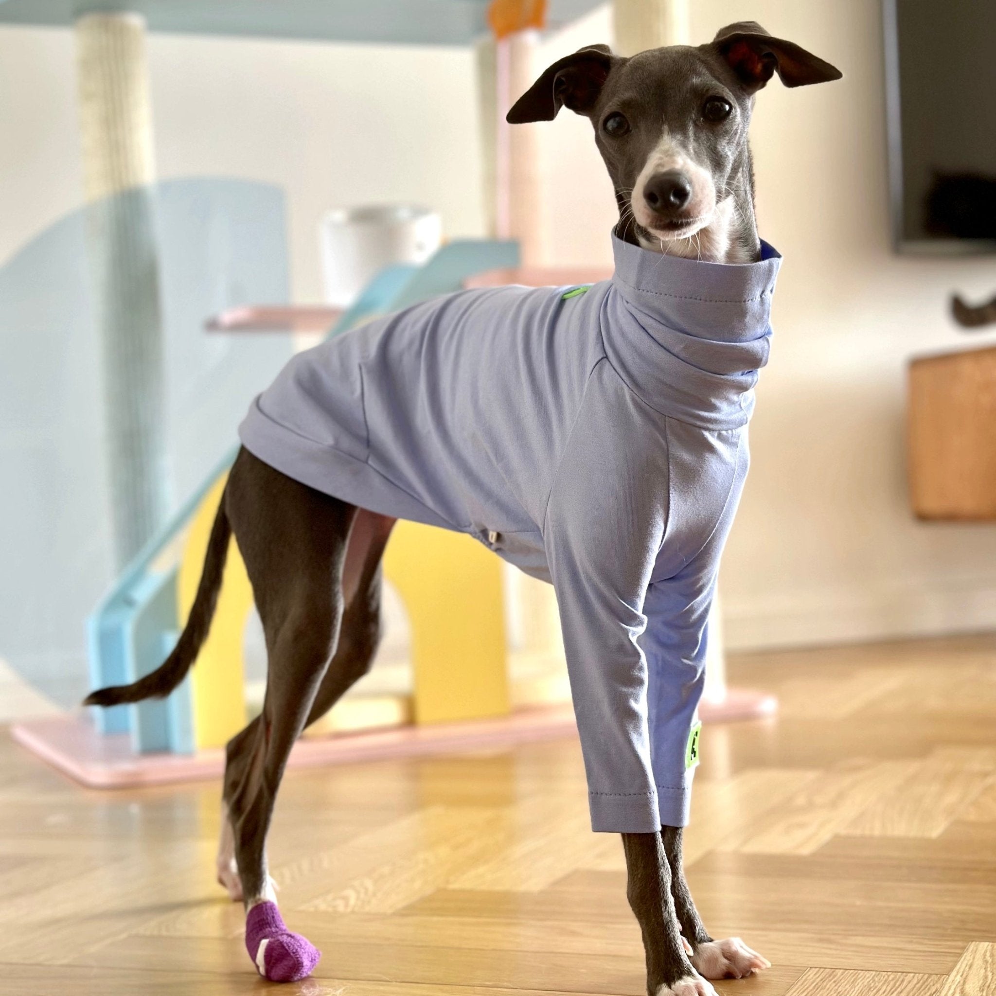 Comfortable Cotton Italian Greyhound T-shirt