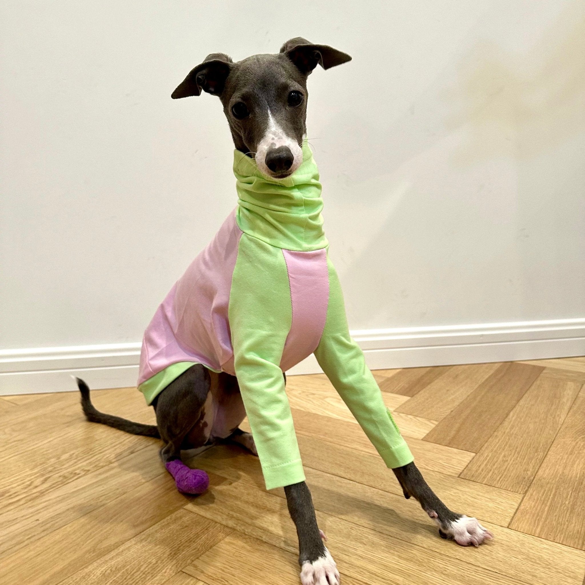 Soft Cotton Italian Greyhound Dog Shirt