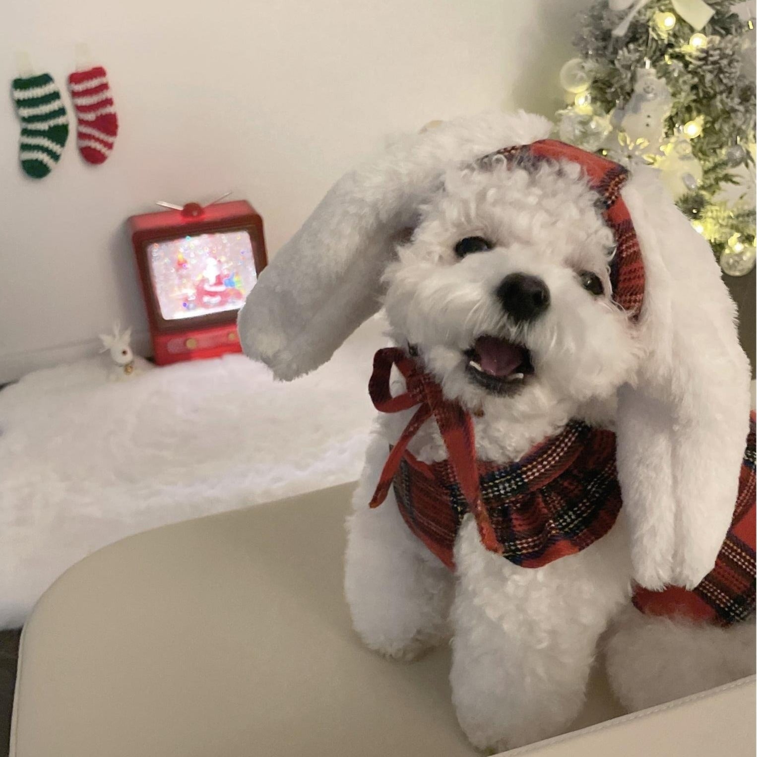 Bunny Ear Dog Christmas Dress