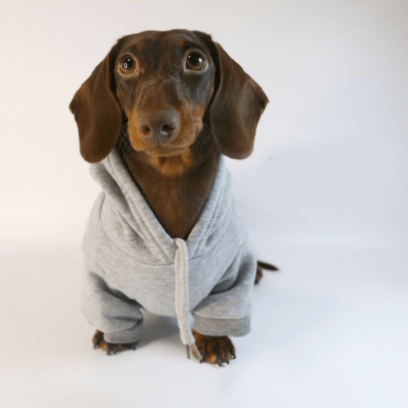 Casual Sporty Dachshund Hoodie