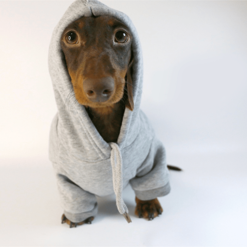 Casual Sporty Dachshund Hoodie