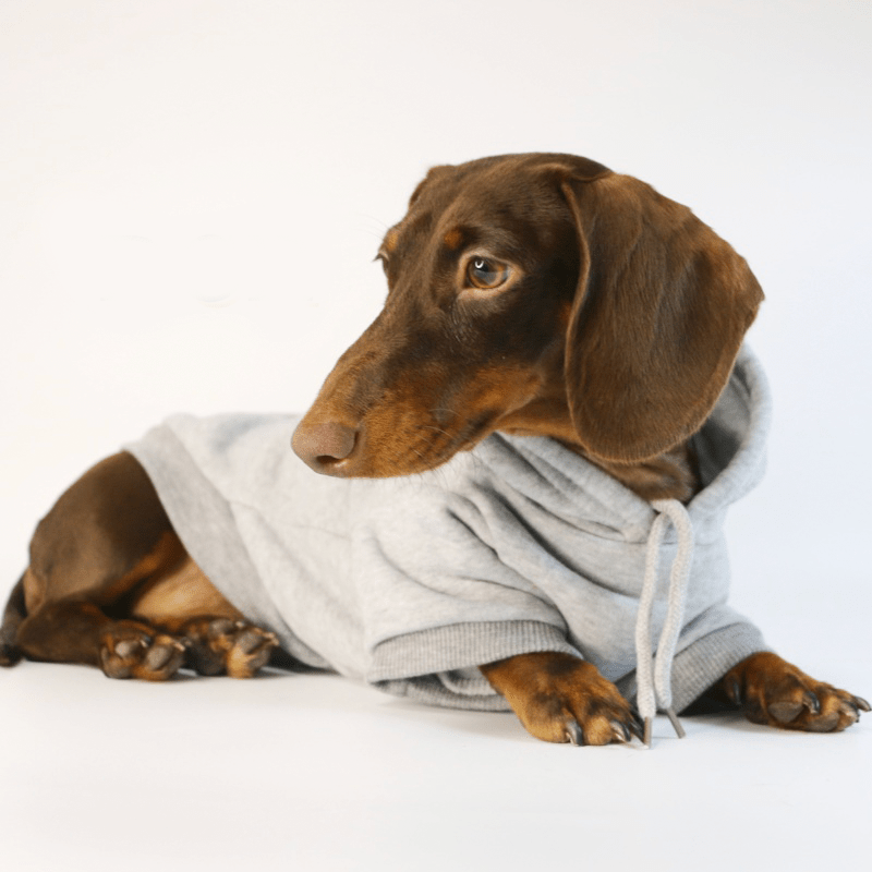Casual Sporty Dachshund Hoodie