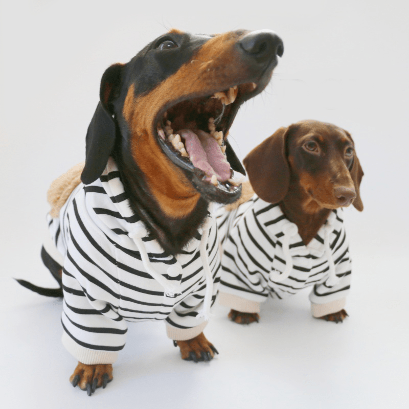 Warm Dachshund Dog Hoodie