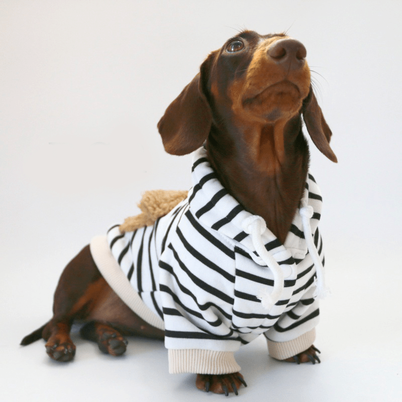 Warm Dachshund Dog Hoodie