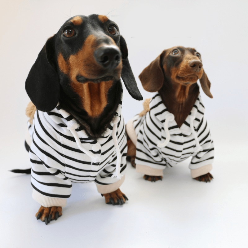 Warm Dachshund Dog Hoodie