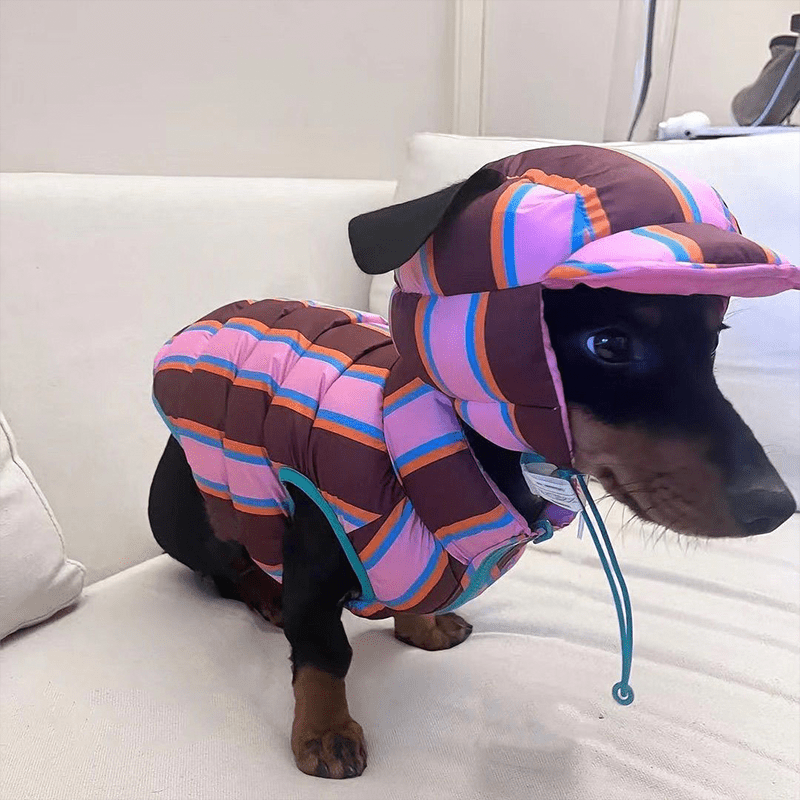 Warm Padded Dachshund Dog Jacket