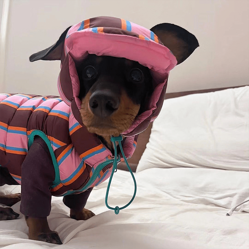 Warm Padded Dachshund Dog Jacket