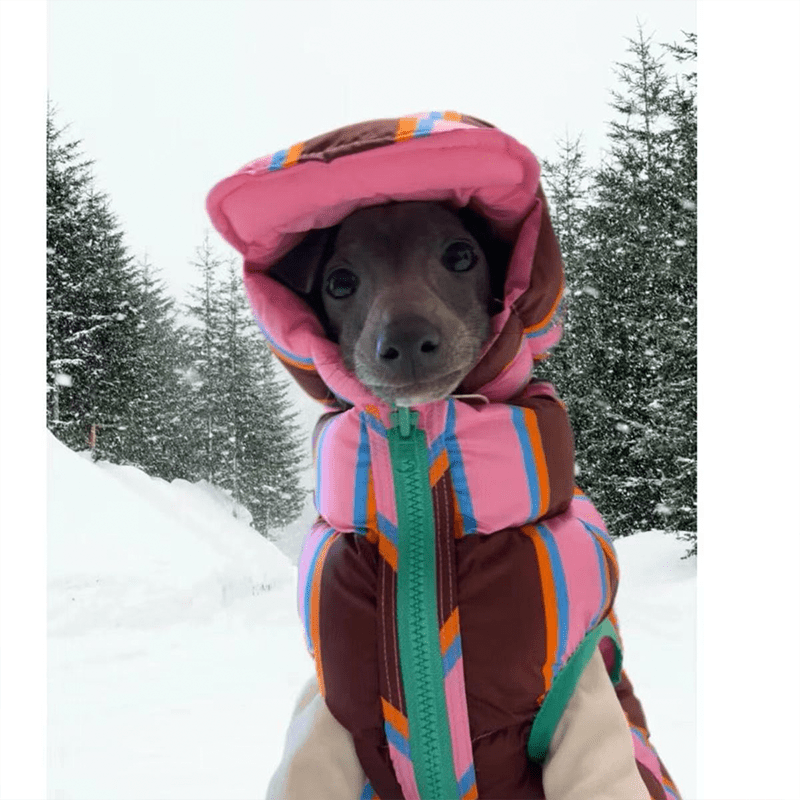 Warm Padded Dachshund Dog Jacket