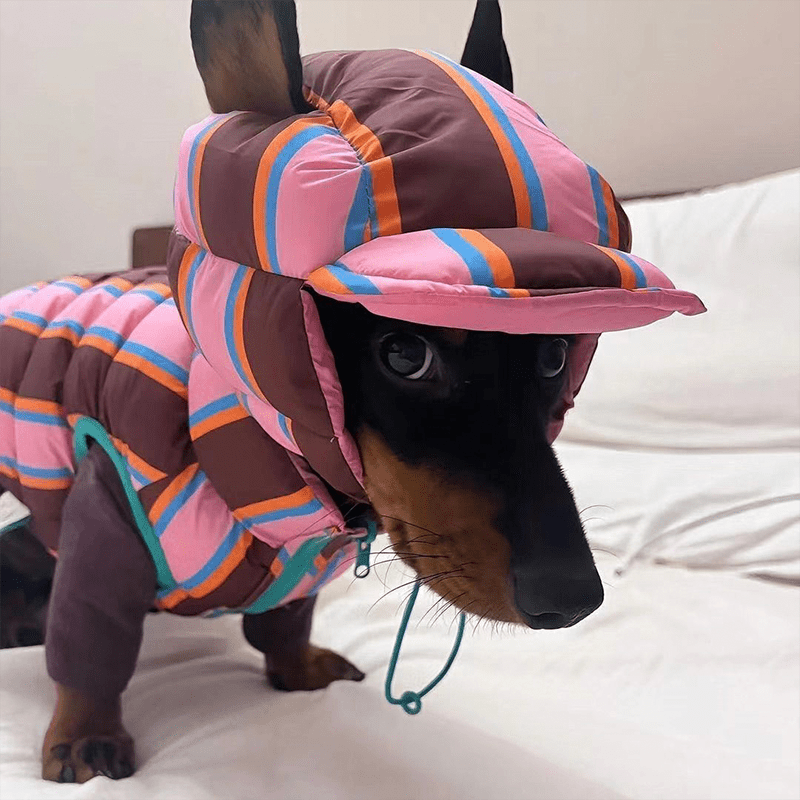Warm Padded Dachshund Dog Jacket