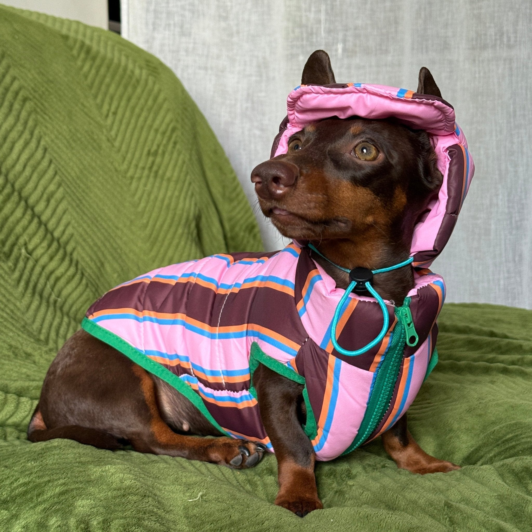 Warm Padded Dachshund Dog Jacket