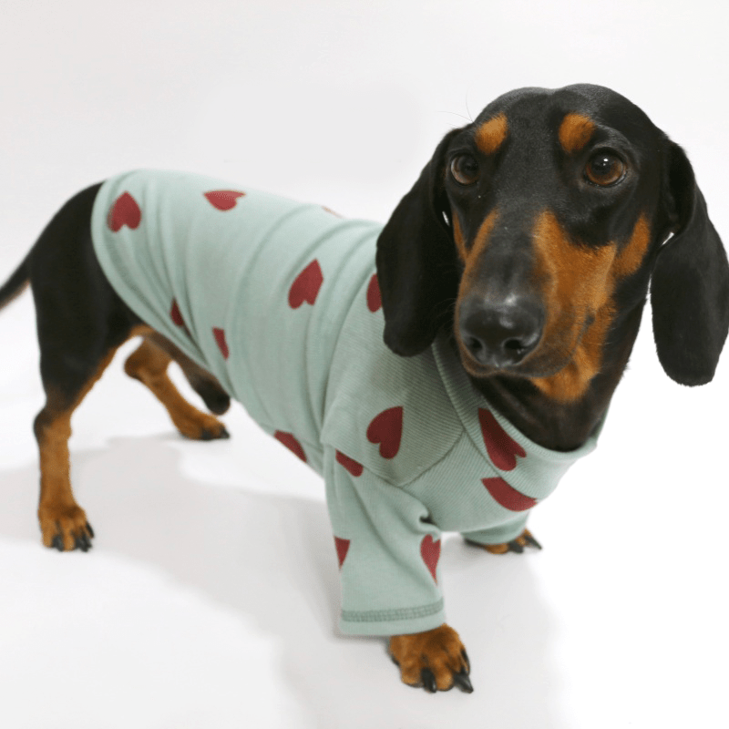 Soft Knit Dachshund Dog Shirt