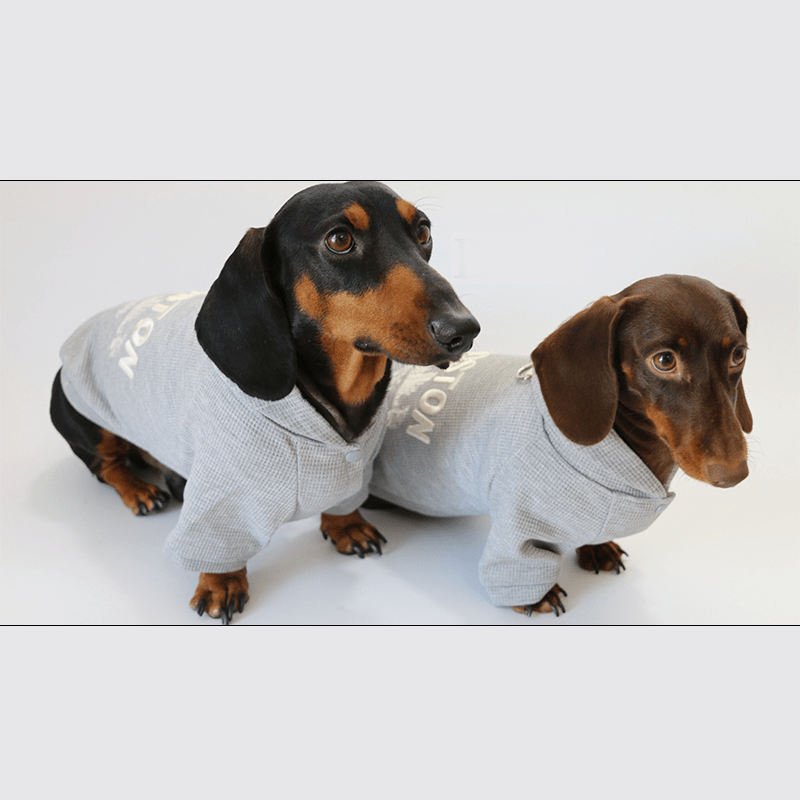 Trendy Plaid Dachshund Dog Hoodie Jacket