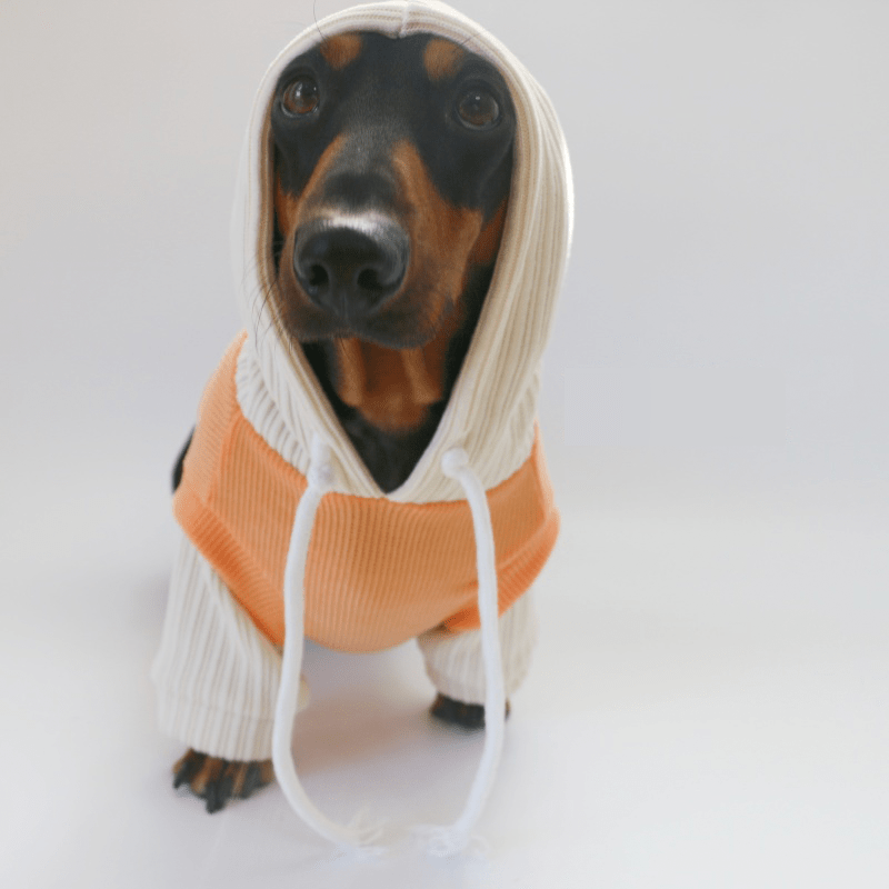 Warm Knit Dachshund Dog Hoodie