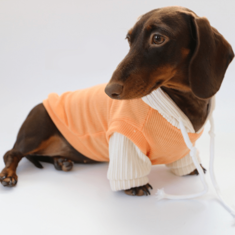 Warm Knit Dachshund Dog Hoodie