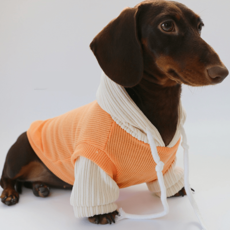 Warm Knit Dachshund Dog Hoodie