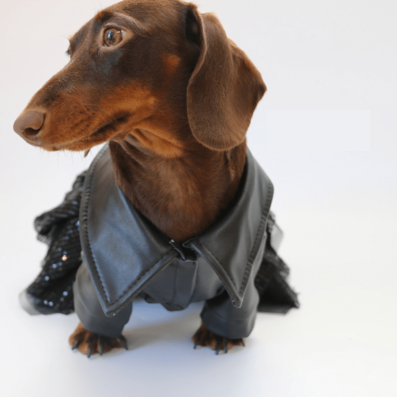 Punk Leather Chiffon Small Dog Dress