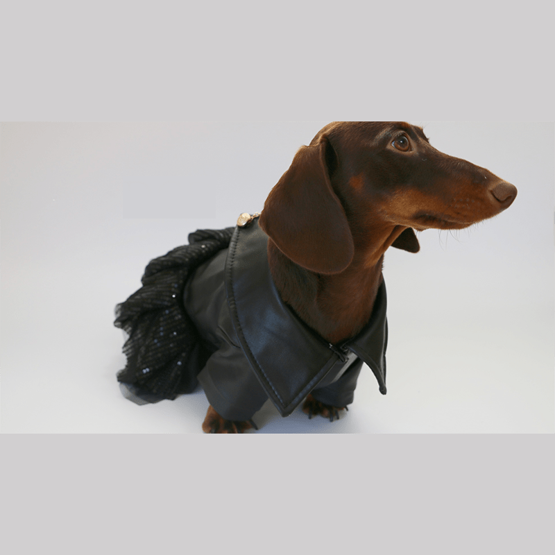 Punk Leather Chiffon Small Dog Dress