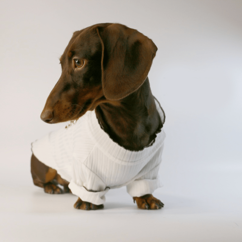 Breathable Knit Dachshund Dog Shirt